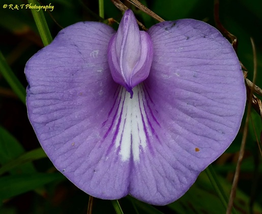 {Centrosema virginianum}